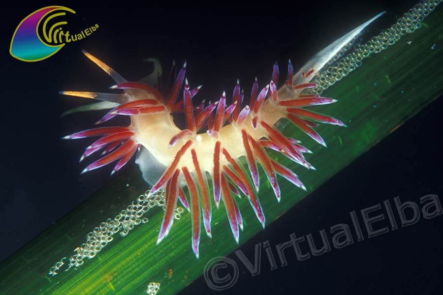 Sub Elba Flabellina Nudibranco