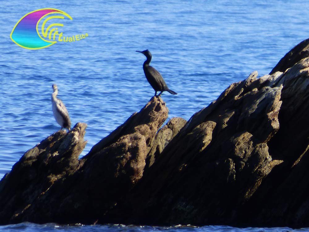 Coppia di Cormorani alla spiaggia del Porticciolo Rio Marina
