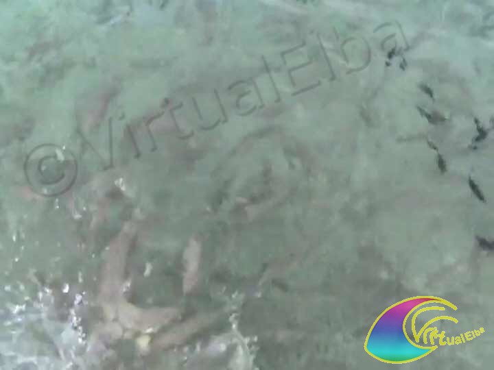 I pesci delle Ghiaie Portoferraio