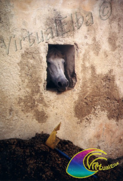 Pomonte-Pferd schaut in den Stall