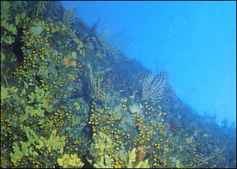 Mandel Diving Center