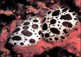 Elba Diving Service Center