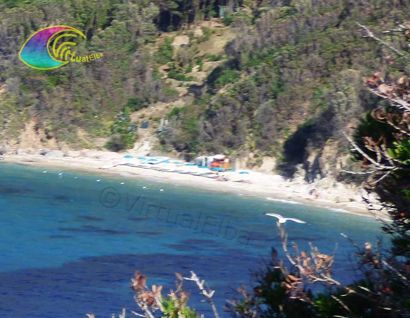 Gabbiano in volo spiaggia di Seccione