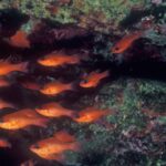 König der Meeräsche oder Kardinalfisch (Apogon Imberbis) - Familie Apogonidae