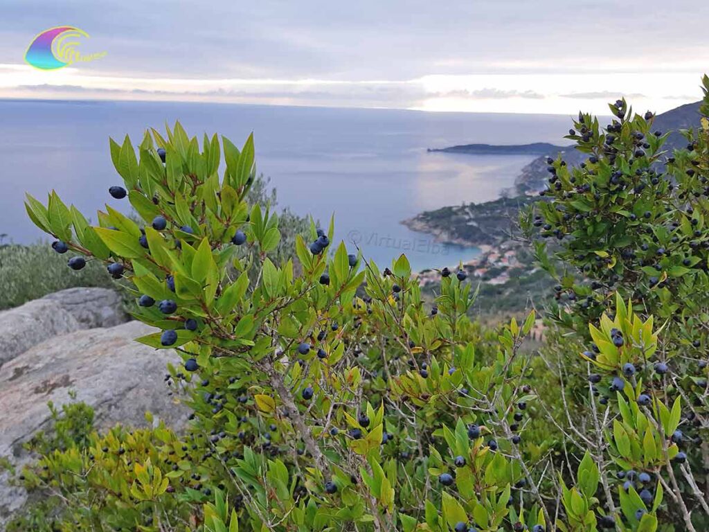 Myrten-/Mortella-Beeren von der Insel Elba