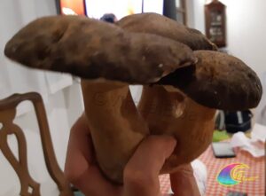 Steinpilze Insel Elba