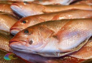 Fisch aus Elba Paraghi