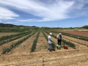 Agrobiodiversität: Die Saatgutbank der Insel Elba – CEA von Lacona